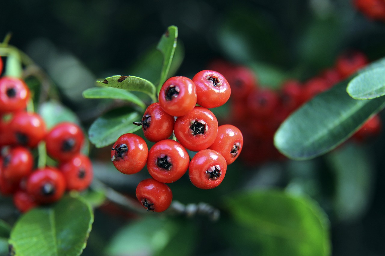 F1实时积分榜：诺里斯领先皮亚斯特里22分，领先维斯塔潘25分